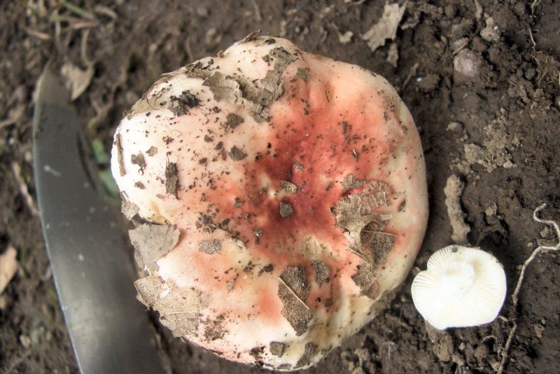 Russula da determinare 3